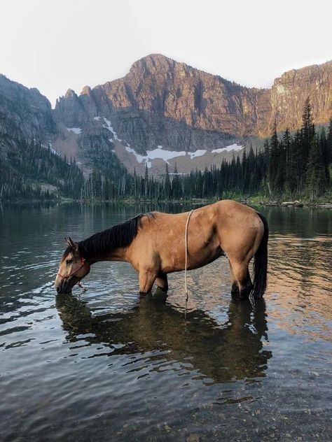 Spanish Barb Horse, Cool Horses, Mustangs Horse, Horses English, Horses Aesthetic, Horses Photos, Aesthetic Horse, Ranch Horses, Wild Horses Photography