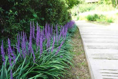 4 Ornamental Grass Varieties To Add Low Maintenance Style To Your Yard Lily Turf Landscaping, Bushes For Landscaping, Dog Safe Plants, Magical Backyard, Garden Grasses, Lily Turf, Small Garden Design Ideas, Liriope Muscari, Homestead Florida