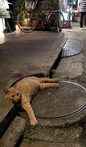 Street Cat, Sweet Cat, Tabby Cats, Alley Cat, Orange Cats, Adorable Cats, Cat Photos, Domestic Cat, Ginger Cats