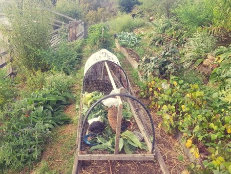 Portable Chicken Tractors | Good Life Permaculture Evergreen Landscape Front Yard, Backyard Homestead, How To Landscape, Permaculture Garden, Evergreen Landscape, Chicken Tractors, Chicken Tractor, Urban Chickens, Chicken Ideas