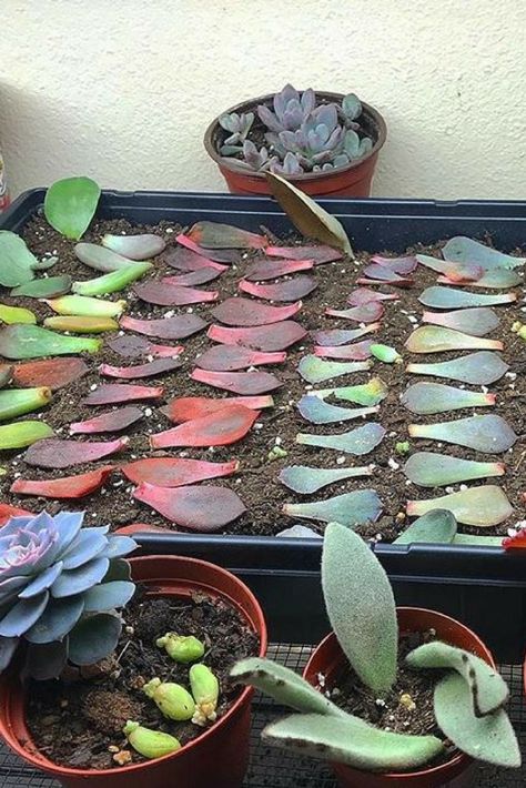 Succulent Leaf Propagation, Succulent Care Indoor, Multiplier Des Plantes Grasses, Succulent Projects, Leaf Propagation, Propagate Succulents From Leaves, Succulent Propagation, Propagate Succulents, Succulent Diy