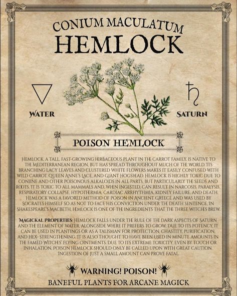 Hemlock Poison Water Hemlock, Hemlock Flower, Hemlock Aesthetic, How To Make Poison, Poison Hemlock, Poison Plants, Poisonous Flowers, Water Hemlock, Deadly Plants