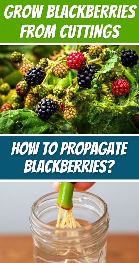 GROW BLACKBERRIES FROM CUTTINGS - HOW TO PROPAGATE BLACKBERRIES? Blackberries In Pots, Trimming Blackberry Bushes, How To Propagate Blackberries, Propagating Blackberry Plants, Blackberry Propagation, Propagate Blackberries, Blackberry Growing, Tennessee Gardening, Blackberries Growing