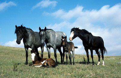 Nokota Horse, Horse Facts, Blue Roan, Wild Mustangs, Horse Crazy, Rare Breed, Horse Pictures, Horse Love, Horse Breeds