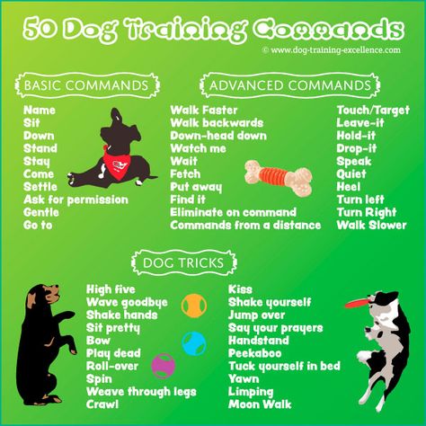 Dog Training Commands Guide: Basic to Advanced Lacrosse Training, Dog Training Commands, Dog Commands Training, Diy Chat, Daycare Design, Dog Commands, Easiest Dogs To Train, Basic Dog Training, Dog List