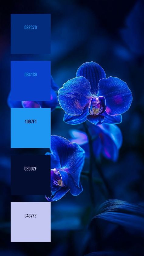 Azure Color Palette, Indigo Colour Palette, Blue Pallet Color, Color Palette From Image, Color Knowledge, Black Color Palette, Color Palette Challenge, Hex Color Palette, Indigo Color