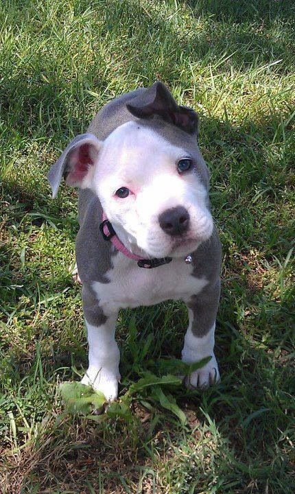 Adorable! Pit Puppies, Pitbull Puppies, Pit Bulls, Cute Dogs And Puppies, Pitbull Dog, Pitbull Terrier, Baby Dogs, Cute Little Animals, Beautiful Dogs