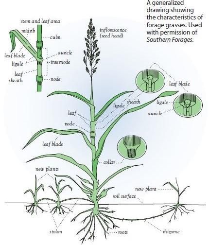 grass sketch southern forages Grass Sketch, Shadowbox Ideas, Ag Science, Grass Drawing, Learning Materials, Blank Labels, Landscape Architecture Design, Native Plants, Landscape Architecture