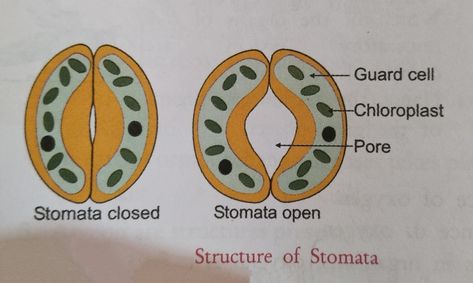 Stomata Diagram