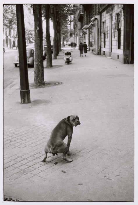 Dog defecating on sidewalk. Eliot Erwitt, Elliott Erwitt Photography, Classic Photographers, William Wegman, Elliott Erwitt, City Shoot, Study Photography, Black And White Film, Famous Photographers