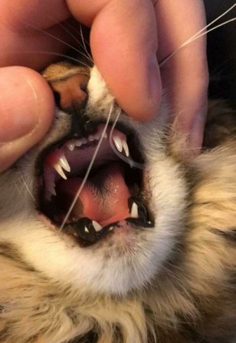 Doubled Fangs Of a kitten Double Fangs, Cat Fangs, Fang Aesthetic, Polydactyl Kitten, Two Faced Cat, Lynx Kitten, Funny Cat Images, Polydactyl Cat, Canine Tooth