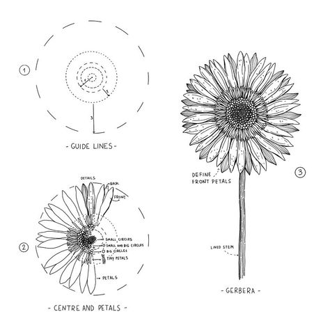 Alice on Instagram: “▫️ Gerbera ▫️ . . Gerbera tutorial: an easy way to draw this beautiful flower 🖤 . . Swipe to see all the stages! . . . . #gerbera…” Gerbera Painting, Draw A Sunflower, Botanical Line Drawing, Flower Drawing Tutorials, Flower Art Drawing, Flower Sketches, Floral Drawing, Plant Drawing, Flower Doodles