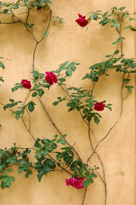 Vine Sculpture, Vines Aesthetic, Thornless Climbing Roses, Yellow Climbing Rose, Climbing Roses Trellis, Red Climbing Roses, Rose Plant Care, Vine Flowers, Rose Trellis