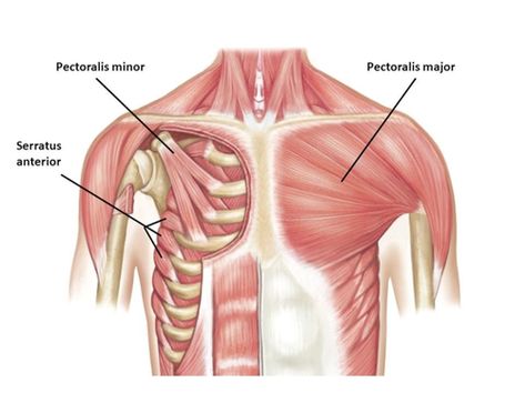 Pectoral Stretches, Muscle Groups To Workout, Serratus Anterior, Belly Flab, Muscle System, Muscle Stretches, Workout Diet Plan, Pectoral Muscles, Muscle Anatomy