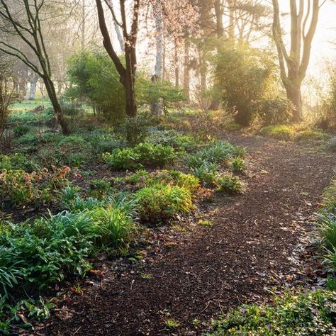 Sloping Garden Ideas, Wooded Backyard Landscape, Sloping Garden, Garden Ideas On A Budget, Landscape Garden Design, Wooded Landscaping, North Garden, Outdoor Sanctuary, Hillside Landscaping