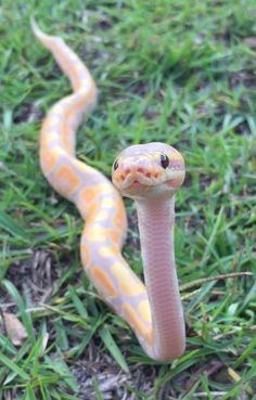 Adorable Ball Python, Snake As Pet, Unique Pets To Own, Coral Glow Ball Python, Ball Pythons Cute, Snake Terrarium Ideas Ball Python, Yellow Ball Python, Ball Python Cute, Cute Ball Python