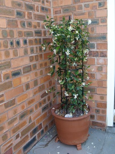 Jasmine approximately 1metre high ... Star Jasmine On Trellis, Star Jasmine Trellis Pot, Star Jasmine Balcony, Pot With Trellis, Jasmine Potted Plant, Potted Jasmine Plant, Star Jasmine In A Pot, Star Jasmine Trellis Ideas, Star Jasmine In Pots