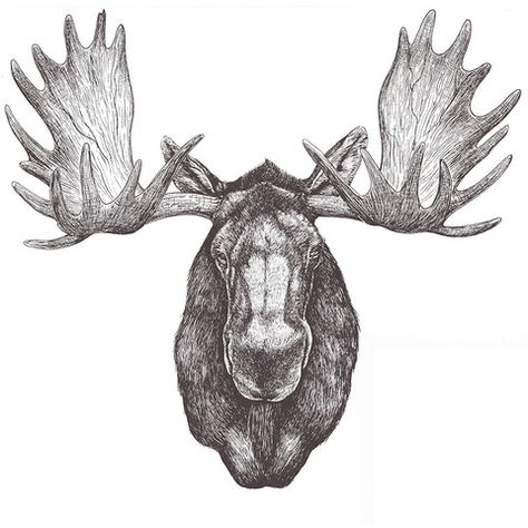 Moose Skull, Bison Tattoo, Moose Tattoo, Moose Pictures, Tattoo Animal, Moose Head, Moose Antlers, Drawing Heads, Animal Head