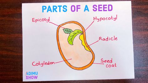 This is a diagram of the seed. You can learn to draw and color the parts of a seed. The seed has several parts such as epicotyl, hypocotyl, radicle, cotyledon, seed coat. #seed #biology #flashcard Parts Of A Seed Diagram, Flower Life Cycle Preschool, Seed Diagram, Seed Drawing, Parts Of A Seed, Sentence Anchor Chart, Life Cycles Preschool, Flower Life Cycle, Biology Diagrams