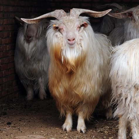 Cashmere — Collective Fashion Justice Cashmere Goat, Boring Pictures, Black Squirrel, Different Colored Eyes, Terracotta Warriors, Aesthetic Grunge Outfit, Goat Farming, The Goat, Design Challenge