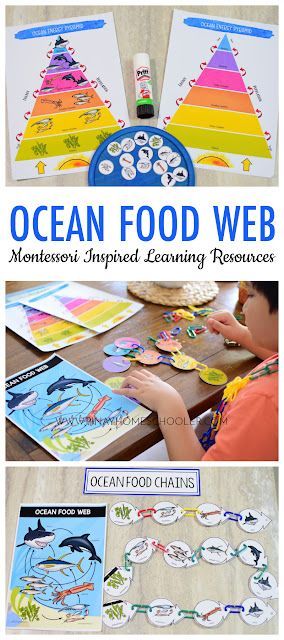 Ocean Biome Food Web and Food Chains Learning Resources Ocean Food Chain Project, Animal Food Chain, Food Webs Projects, Ocean Themed Food, Ocean Biome, Ocean Food Web, Food Chain Activities, Food Chain Worksheet, Food Web Worksheet