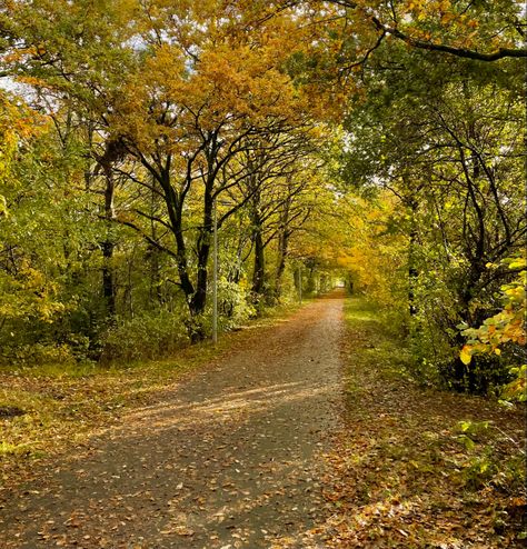 autumn fall leaves october november september nature tree orange yellow green aesthetic instagram photo instastory ideas pic Autumn Green Aesthetic, Fall Aesthetic Green, Yellow Green Aesthetic, Green Aesthetic Instagram, September Nature, Instastory Ideas, Tree Orange, Green Autumn, Nature Tree