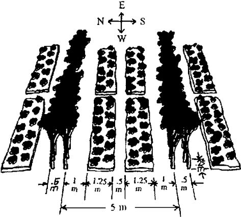 Bio-Intensive Approach to Small-Scale Household Food Production (IIRR, 1993, 180 p.): Starting a biointensive garden: Integrated alley cropping bio-intensive garden