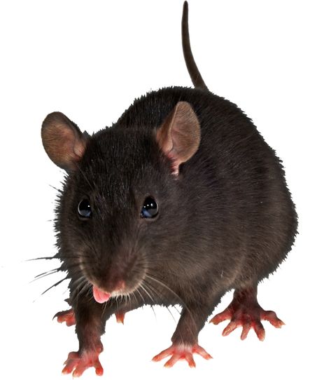 Rat Png Aesthetic, Rat Image, Rat Png, Teaching Drawing, Moodboard Ideas, Beast Wallpaper, Png Free Download, Animal Png, Emoji Photo