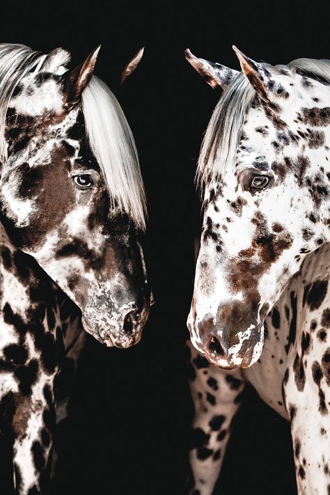 Whether you ride for pleasure or performance, there’s a versatile breed to help you get spotted 😉 See what we did there? Spotted horse breeds are some of today’s most well-known breeds, and it turns out they have a pretty interesting past. Learn more about the Appaloosa, Knabstrupper, and the Pony of the Americas 👇️ #horseillustrated #horsebreeds #appaloosa #knabstrupper #poa Pretty Horse Breeds, Pony Of America, Appaloosa Horse Aesthetic, Peacock Appaloosa, Paint Horse Breed, Knabstrupper Horse, Horses Appaloosa, Unique Horses, Spotted Horse