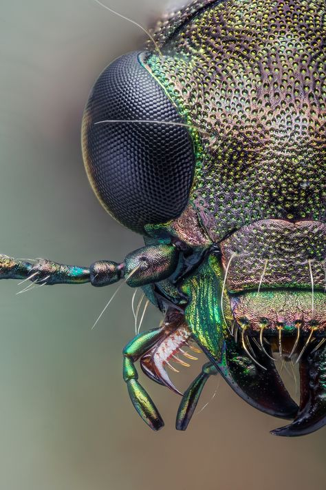 Extreme macro portrait of a riparian beetle (Elaphrus riparius, Coleoptera, Carabidae) found in Latvia (River banks of Gauja, Valmiera, August 2012). Studio stack using an ethanol preserved collection specimen. Image based on 181 exposures (steps of 8µm), assembled in Zerene Stacker (Pmax & Dmap), cleaned in GIMP, not cropped. Sony A6300 + Canon FD bellows + Zeiss Jena 8x/na0,20 microscope objective (rms) + metabones adapter + 2 DIY adapters; ISO100, 1/160s, 1 diffused flash. Macro Photography Art, Beetle Drawing, Beetle Illustration, Insect Eyes, Macro Photography Insects, Regard Animal, Foto Macro, Microscopic Photography, Beetle Art