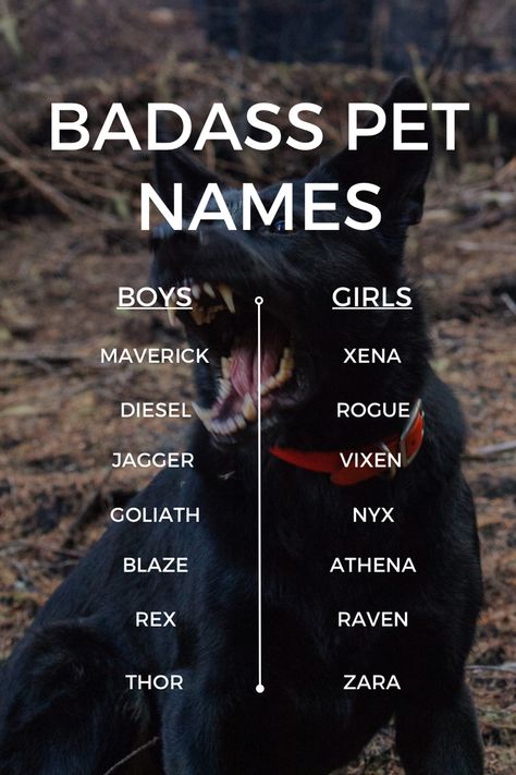 Badass Pet Names for Badass Dogs Male Wolf Names, Wolf Names Ideas, Wolf Names, Scene Writing Prompts, Pet Names For Boyfriend, Cute Dog Names, Cute Animal Names, Pitbull Dog Breed, Scene Writing