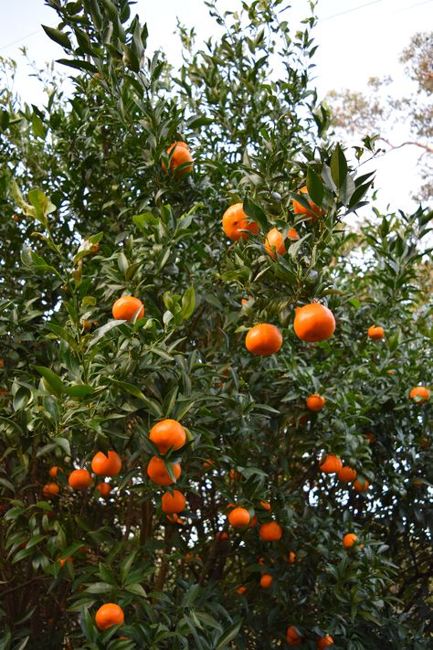 Clementine Tree, Mandarin Tree, Tattoo Plant, Fairy Village, Fruit Garden, Little Garden, Kinds Of People, Herb Garden, Fruit Trees