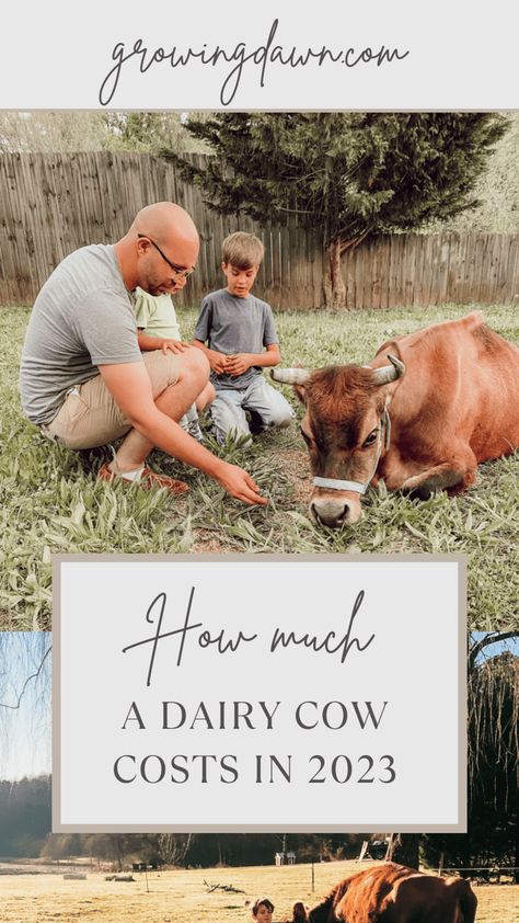 Dairy Cow Homestead, Cow Care Tips, Cattle Shelter, Kentucky Homestead, Dairy Cow Breeds, Cow Care, Family Cow, Homestead Skills, 2025 Prayer