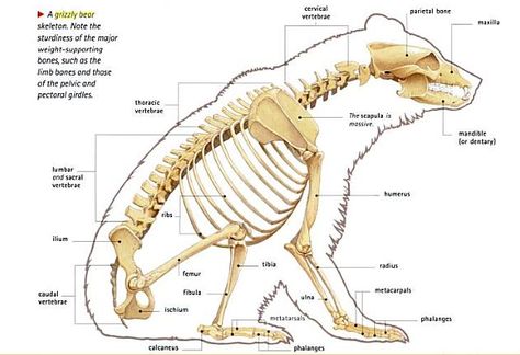 Grizzly Bear - Skeletal system Godzilla Redesign, Bear Anatomy, Bear Skeleton, Bear Character Design, Learn To Draw People, Animal Skeleton, Body Ideas, Skeleton Anatomy, Animal Skeletons