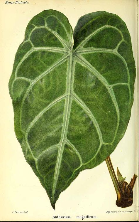 315957 Anthurium magnificum Linden / Rev. Hort. (Paris), ser. 4, vol. 37 (ANNÉE - 1865): p. 371 (1852-1974) [A. Riocreux] Anthurium Tattoo, Anthurium Magnificum, True Botanicals, A Level Art Sketchbook, Illustration Botanique, Plant Painting, Charles Darwin, Scientific Illustration, A Level Art