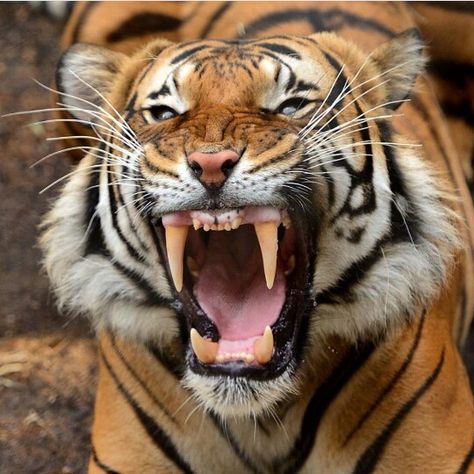 Tiger's roar Panthera Tigris, Tiger Pictures, San Diego Zoo, Animal Reference, Tiger Tattoo, Animal References, A Tiger, Big Cat, The Tiger