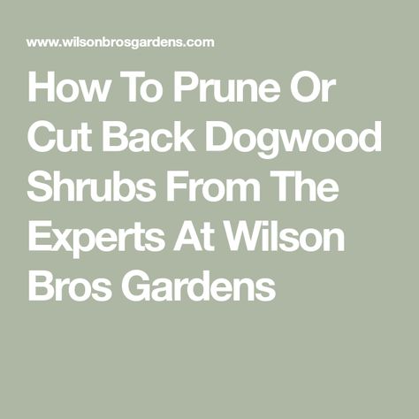 How To Prune Or Cut Back Dogwood Shrubs From The Experts At Wilson Bros Gardens Ivory Halo Dogwood, Dogwood Bush, Dogwood Shrub, Pagoda Dogwood, Kousa Dogwood, Red Dogwood, Red Twig Dogwood, Dogwood Trees, Zone 5