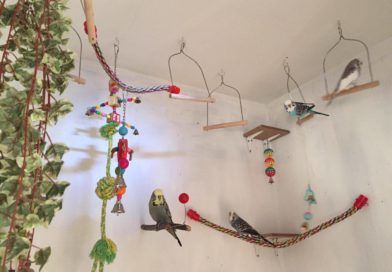 Jen Jane’s Beautiful Budgie Aviary – DIY Parakeet Home Budgie Aviary, Homemade Bird Toys, Parakeet Care, Bird Room, Parakeet Toys, Budgie Toys, Diy Bird Toys, Bird House Kits, Bird Aviary