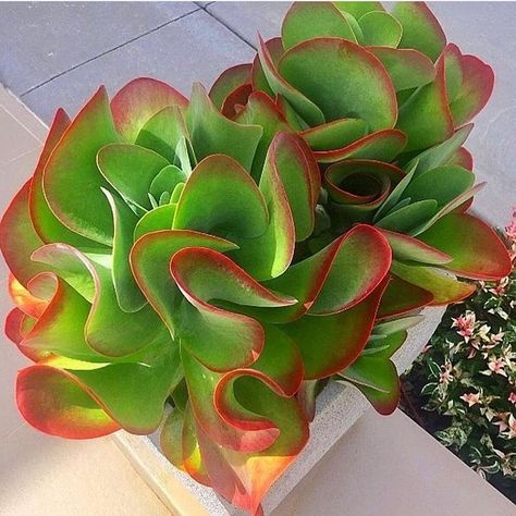 Flapjack Plant, Kalanchoe Thyrsiflora, Paddle Plant, Planter Arrangements, Beautiful Succulents, Making Plant Pots, Succulent Gardens, Succulent Garden Diy, Succulent Gardening