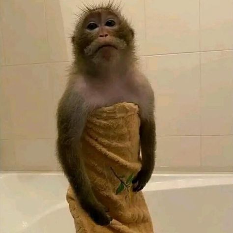 Monkey Showering, Monkey Reaction Pic, Sick Monkey, Bored Monkey, Fat Monkey, Ikea Monkey, Funny Monkey Pictures, Mad Monkey, Monkey Games