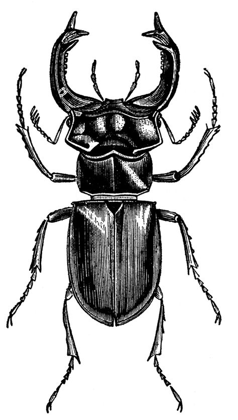 Stag Beetle (Lucanus Cervus) | ClipArt ETC Stag Beetle Illustration, Stag Beetle Drawing, Beetle Drawings, Stag Beetle Tattoo, Lucanus Cervus, Beetle Drawing, Beetle Tattoo, Vegetable Juices, Bug Tattoo