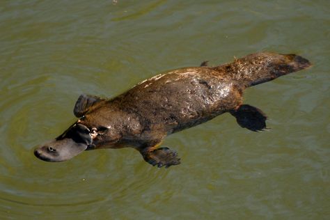 God has a sense of humor: Incidents with Sri Sathya Sai Baba Baby Platypus, Duck Billed Platypus, Tattoo Nature, Australia Animals, Australian Wildlife, Rare Animals, Platypus, Australian Animals, Sai Baba