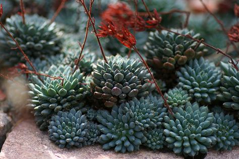 sedum suaveolens Firecracker Plant, Cactus House Plants, Succulent Bonsai, Plants Are Friends, Growing Succulents, Succulent Gardening, Cactus Y Suculentas, Cactus And Succulents, Rare Plants