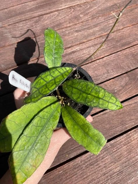 Hoya Finlaysonii - 8 Caring & 4 Propagating Tips! 2 Hoya Finlaysonii, Sensitive Plant, Plant People, Green Veins, Rooting Hormone, Hanging Vines, Plant Strong, Peat Moss, Liquid Fertilizer