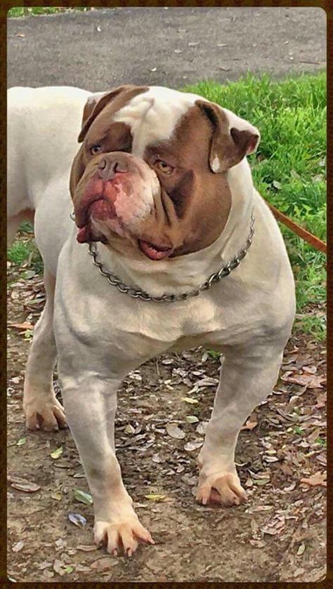 Blue American Bulldog, Blue Blood Bulldog, American Bulldog Puppies, American Bulldogs, Olde English Bulldogge, Bully Breeds Dogs, Dog Angel, The Dictator, All Breeds Of Dogs