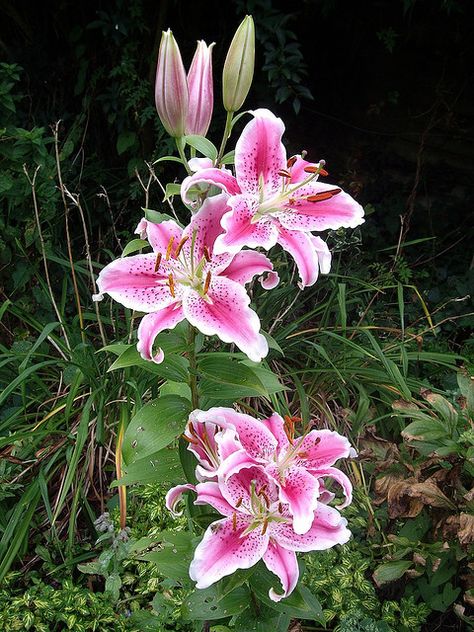 stargazer lily.. my gram had these in her yard, I want my lily tattoo these colors I think Stargazer Lilly, Lilly Flower, Lily Garden, Stargazer Lily, Nothing But Flowers, Flower Therapy, Pretty Plants, Exotic Plants, Lily Flower