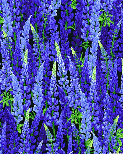 Blue Bonnet, Bluebonnet Wallpaper Iphone, Blue Bonnet Illustration, Blue Bonnet Painting, Bluebonnet Quilt Pattern, Bluebonnet Background, Texas Bluebonnets Art, Blue And Purple Flowers, Hydrangea Not Blooming