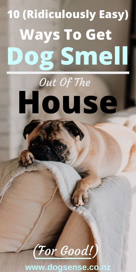 Dog Tips and Hacks. 8 Ways to get dog smell out of the house, floor & carpets. Get rid of pet odors (& keep the smell from coming back!) Without spending a fortune!   #dogs  #dogtips #dogcare  #dogsstuff  #dogsmell #cleaningtips Dog Pee Smell, Pee Smell, Smelly Dog, Pet Smell, Dogs Tips, Dog Urine, House Smell Good, Dog Smells, Dog Health Tips