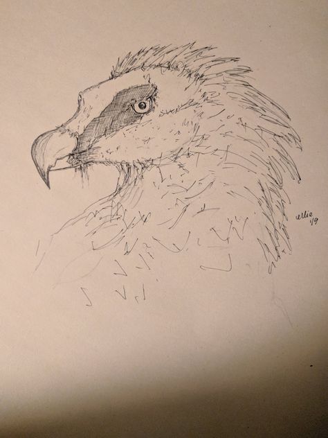 Another vulture sketch, another evening.  Rough sketch paper, ballpoint black ink. Vulture Sketch, Vulture Drawing, Bird Sketches, Bearded Vulture, Bird Sketch, Doodle Ideas, Sketch Paper, Drawing Sketches, Cute Drawings