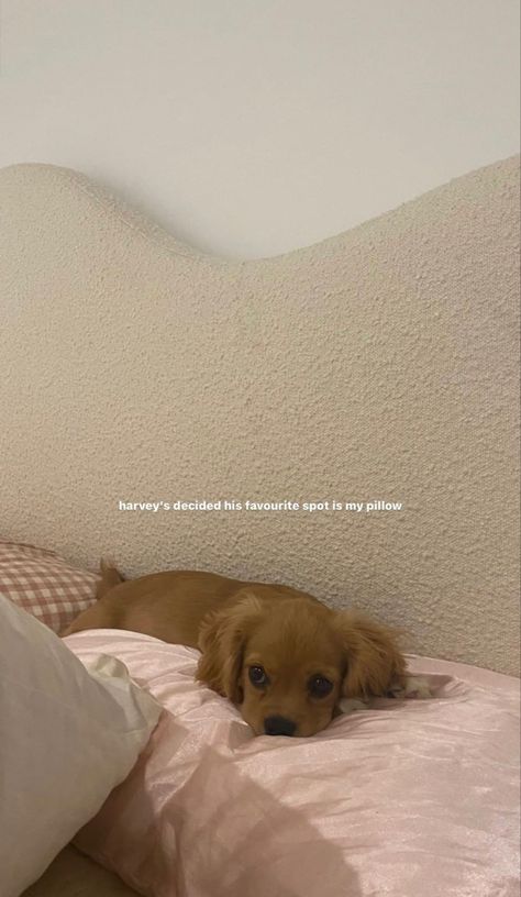 Dog Captions For Insta Story, Instagram Dog Story, Caption For Dogs Instagram Story, Instagram Captions For Animals, Puppy Story Ideas, Dog Instagram Story Captions, Dog Story Instagram, Caption For Puppy, Instagram Cute Captions